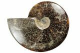 Polished Ammonite Fossil - Madagascar #191511-1